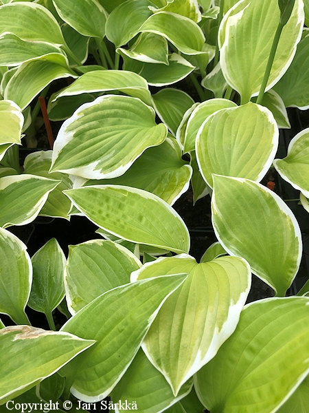 Hosta Tarhafunkia-Ryhm 'Shade Fanfare', jalokuunlilja